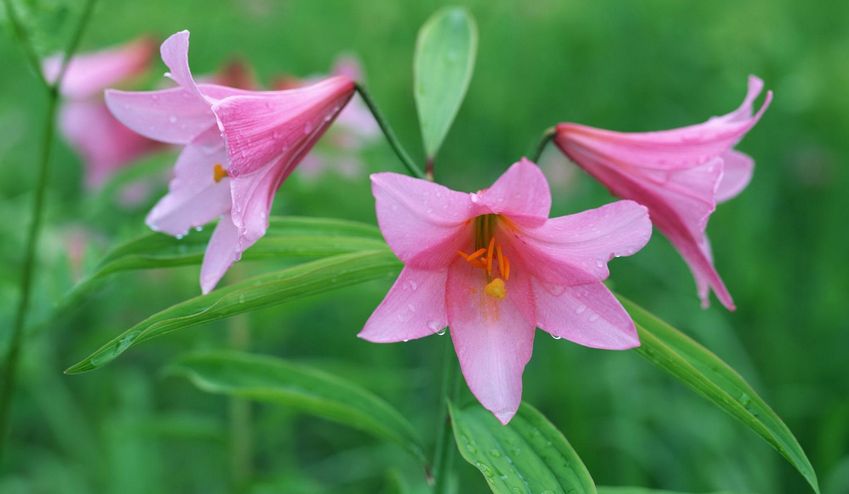 百合花进口外贸代理